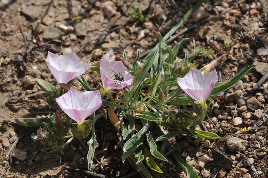 Изображение особи Convolvulus lineatus.