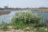 Crambe maritima