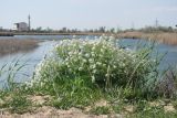 Crambe maritima. Цветущее растение. Западный Крым, Сакский р-н, окр. пос. Новофёдоровка. 14 мая 2015 г.