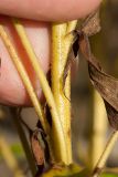 Solidago canadensis. Стебли и сухие листья в средней части растения (на всём заметно мелкое жестковатое опушение). Ленинградская обл., Кировский р-н, пос. Дачное, пойма р. Мга, разнотравно-злаковый луг. 04.10.2015.