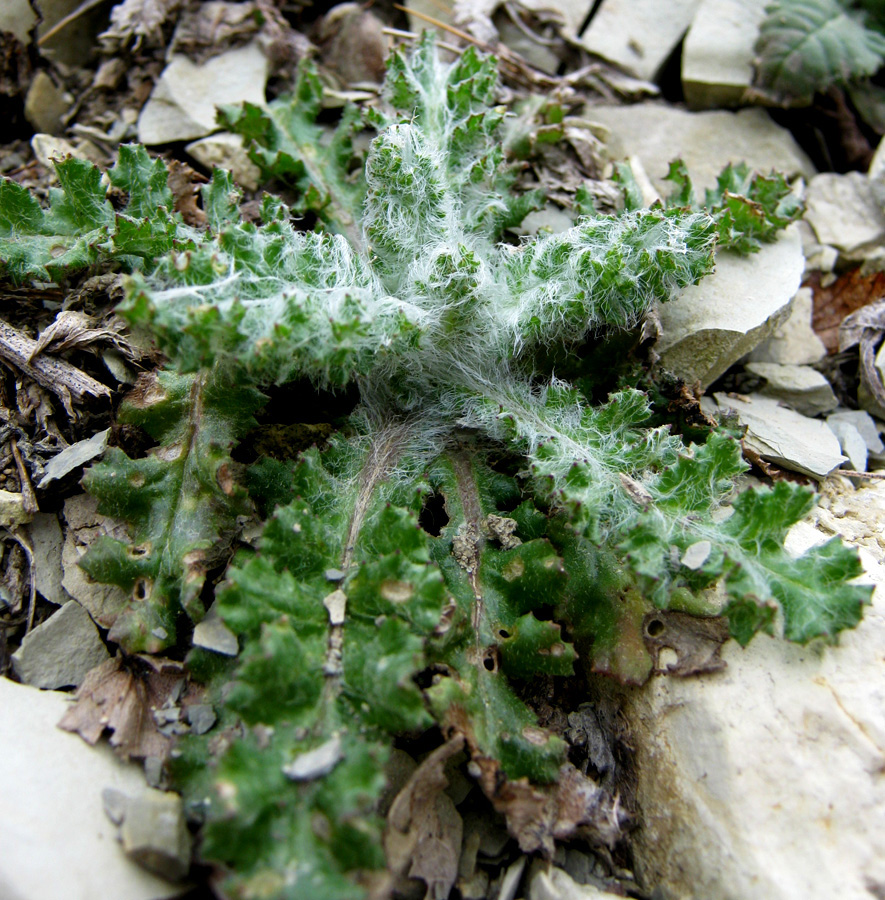 Изображение особи Senecio vernalis.