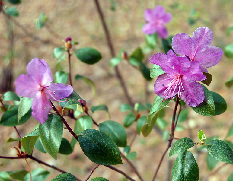 Image of Rhododendron ledebourii specimen.