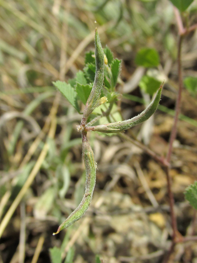 Image of Trigonella fischeriana specimen.