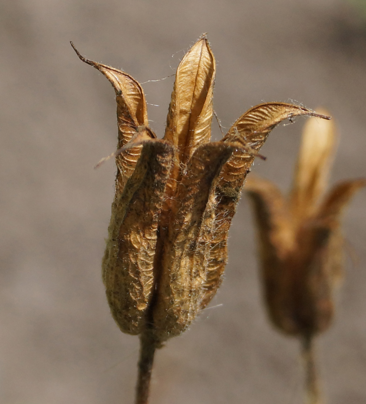 Изображение особи Aquilegia vulgaris.