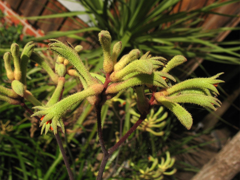 Image of Anigozanthos flavidus specimen.