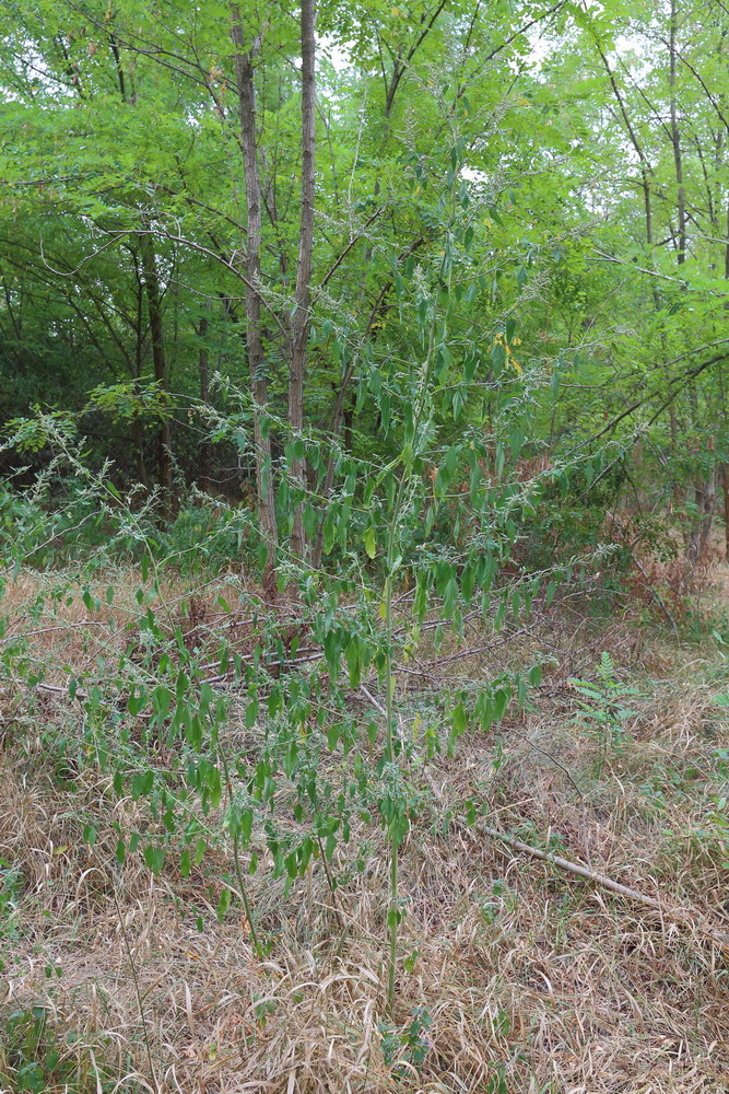 Image of Chenopodium album specimen.