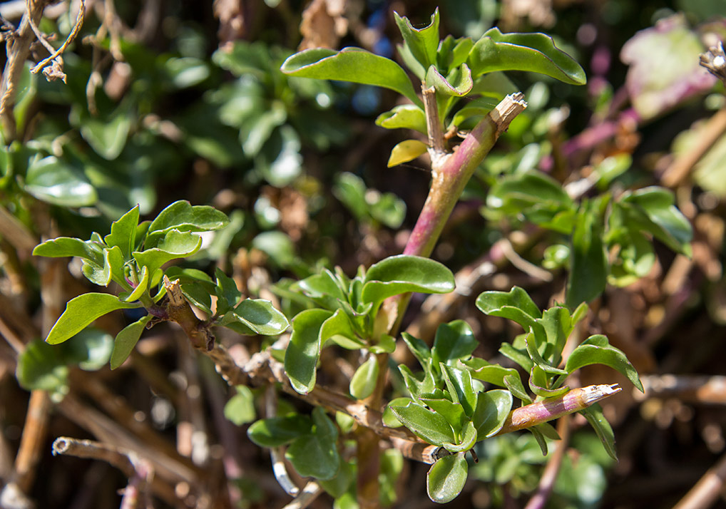 Изображение особи Senecio angulatus.