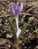 Colchicum doerfleri