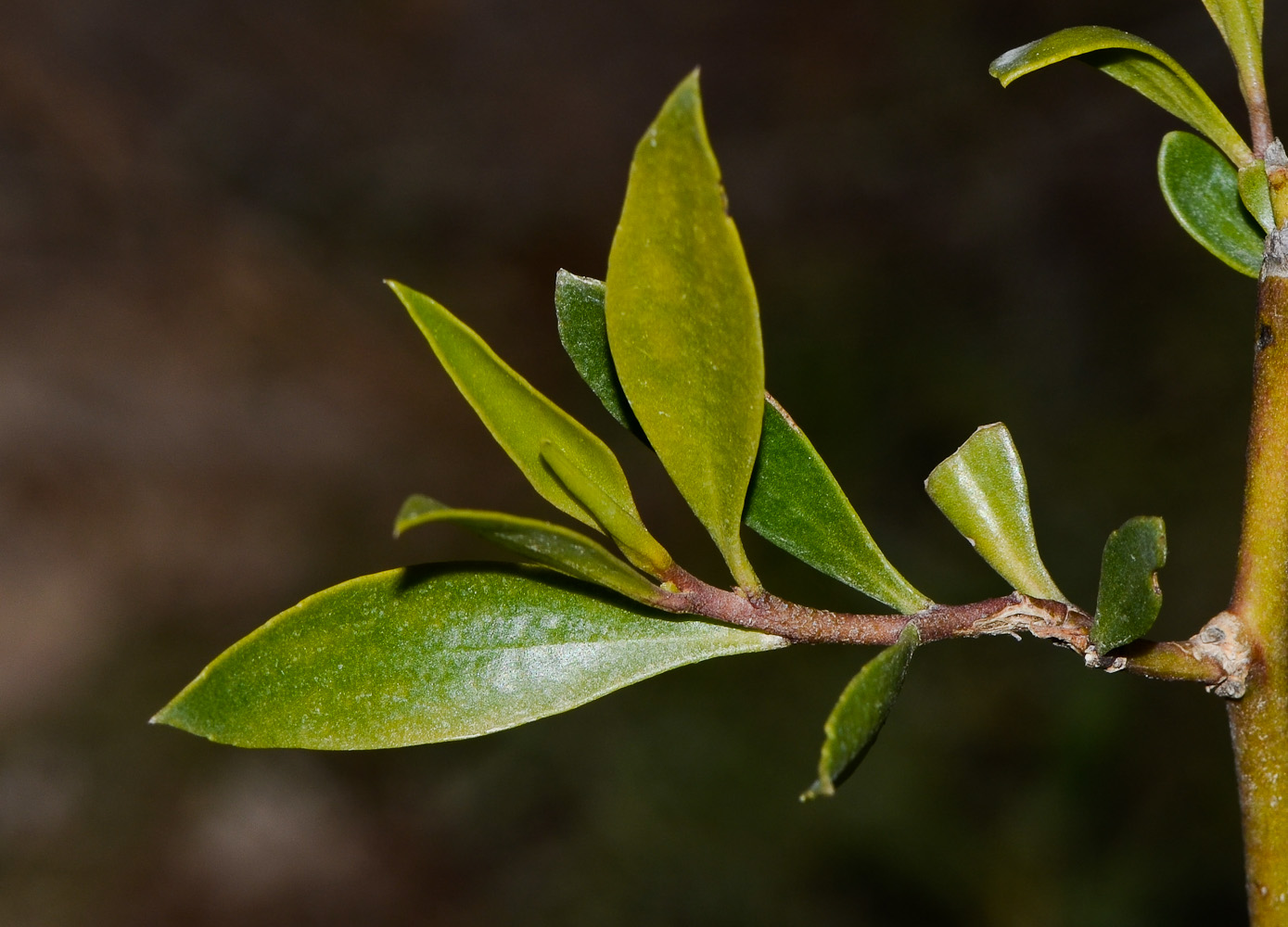 Image of Myoporum boninense specimen.