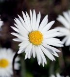 Bellis perennis