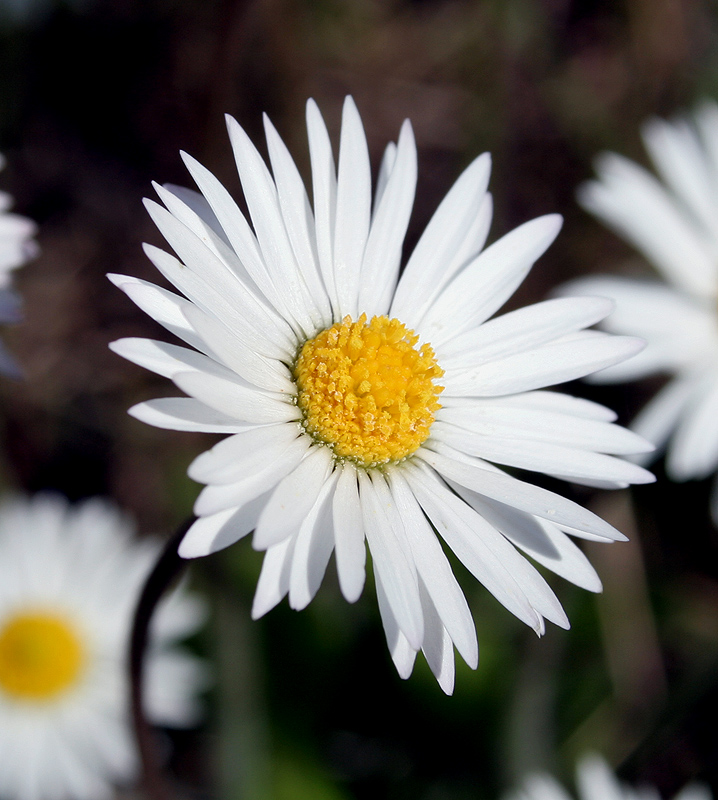 Image of Bellis perennis specimen.