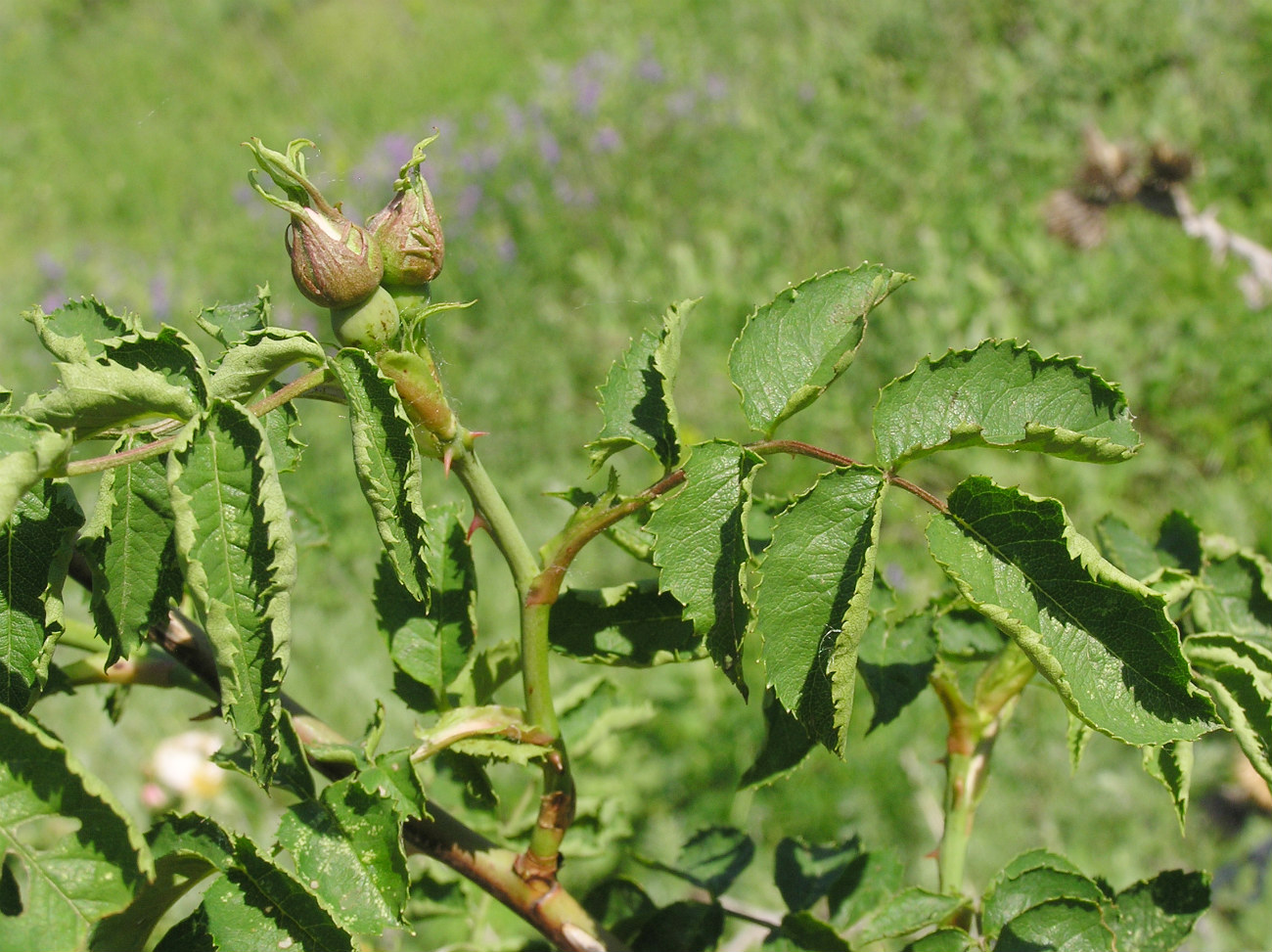 Image of genus Rosa specimen.