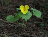 Viola uniflora. Цветущее растение. Бурятия, Байкальский заповедник, средняя часть северного склона хр. Хамар-Дабан, водораздел рек Осиновка и Ушаковка, темнохвойная тайга. 02.06.2013.