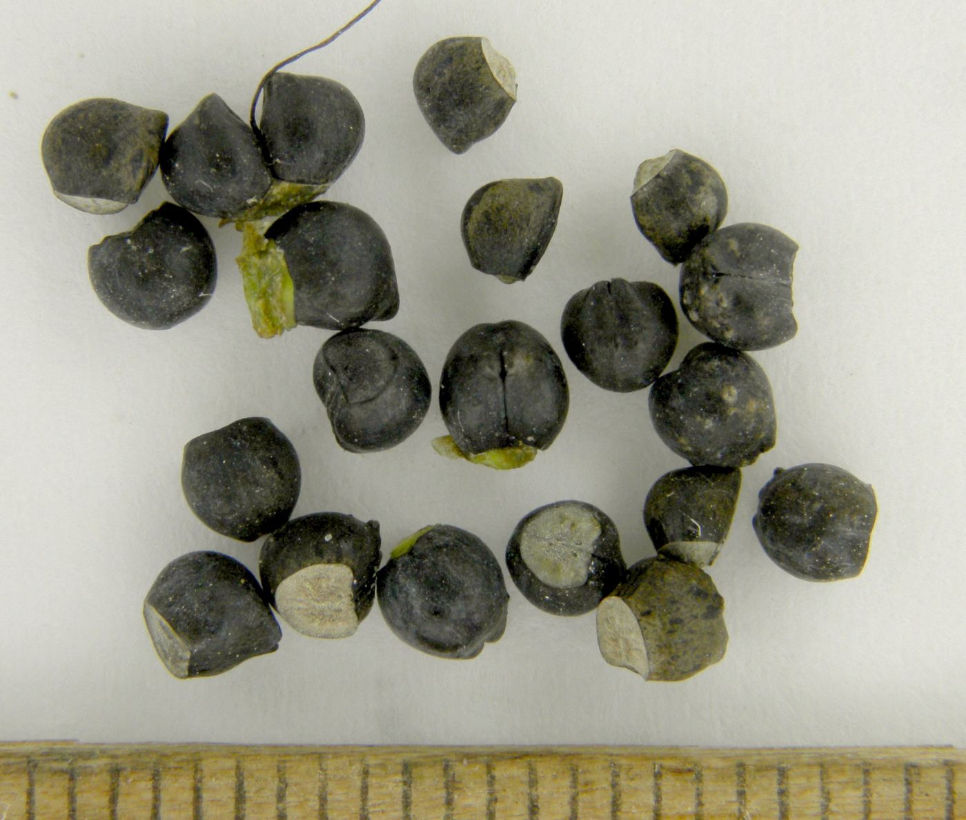 Image of Cerinthe minor specimen.