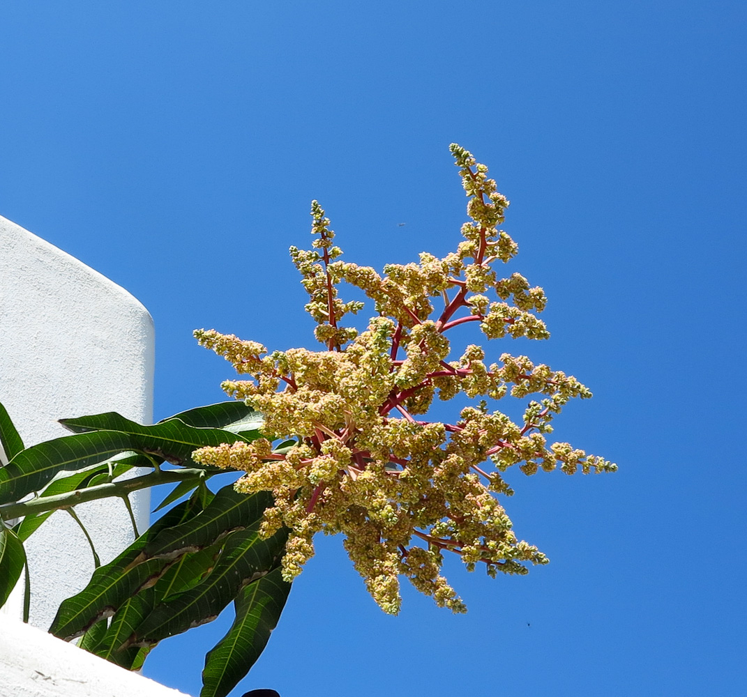 Image of Mangifera indica specimen.