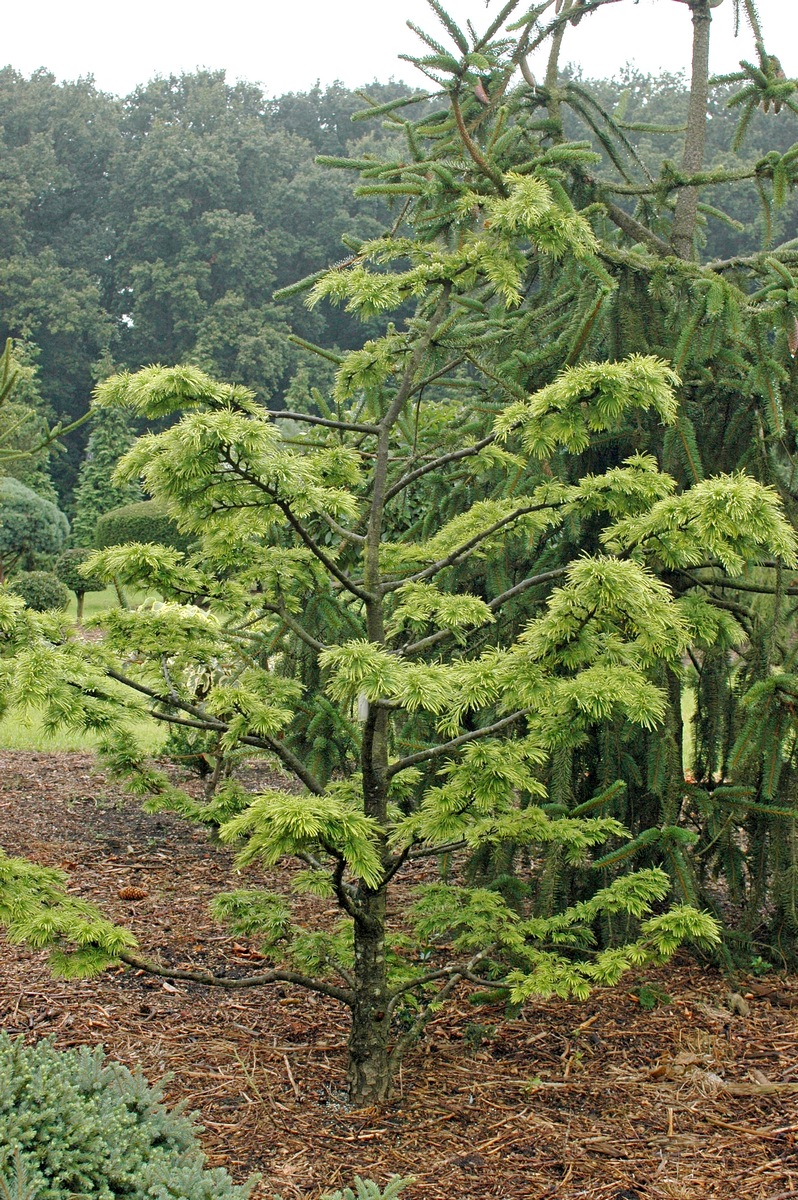 Изображение особи Pseudolarix amabilis.