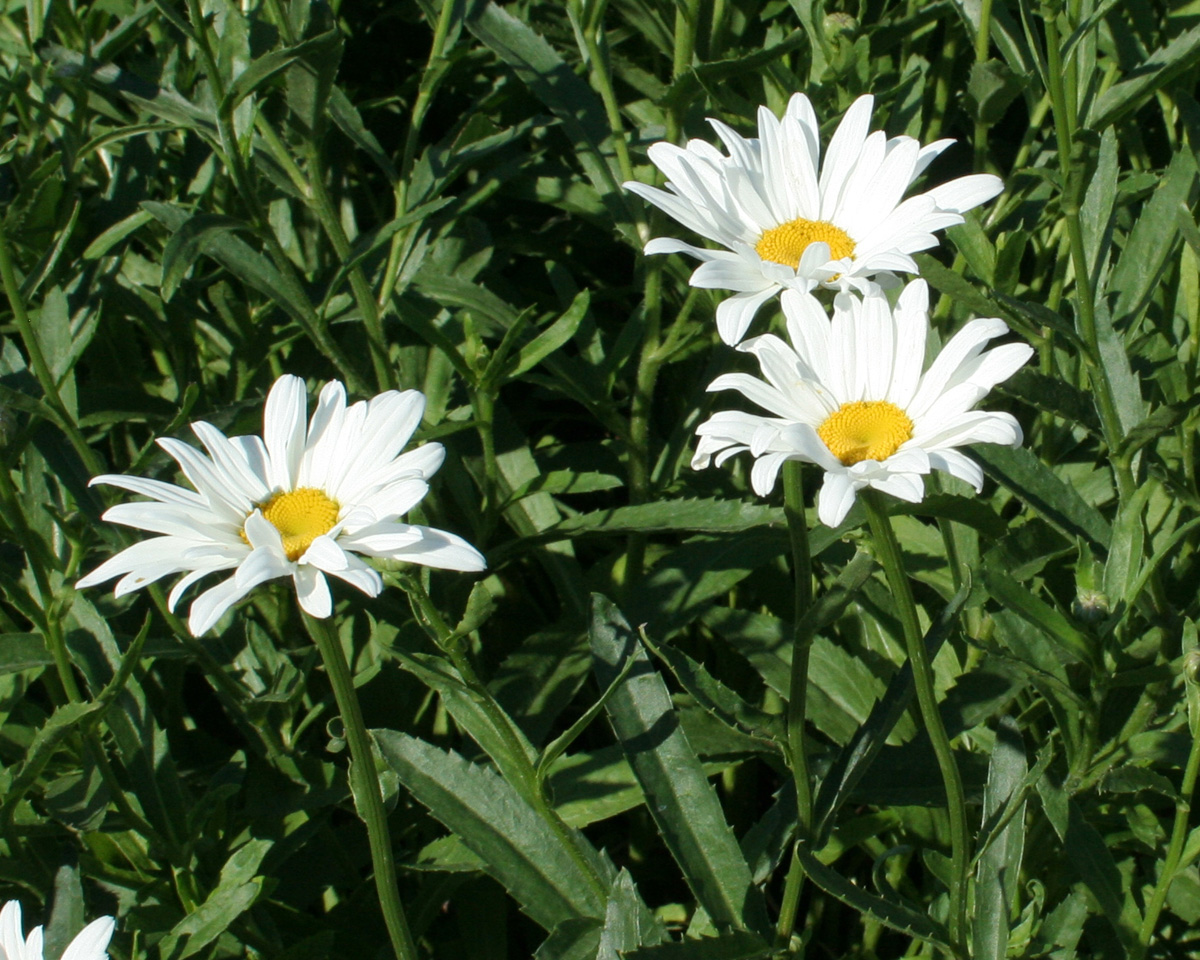 Image of Leucanthemum maximum specimen.