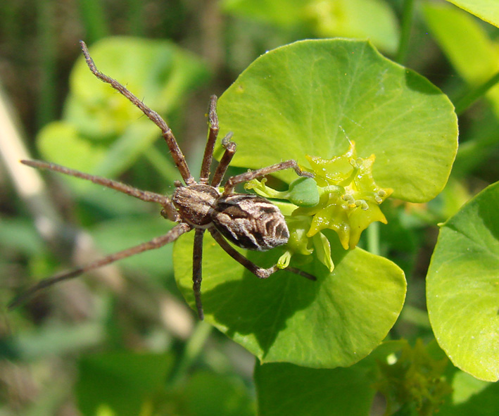 Image of Euphorbia borealis specimen.