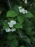 Crataegus douglasii