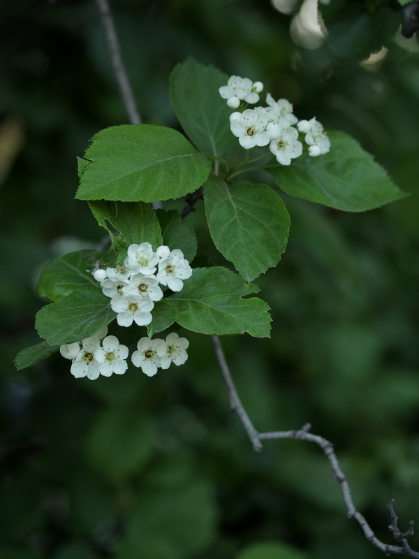 Изображение особи Crataegus douglasii.