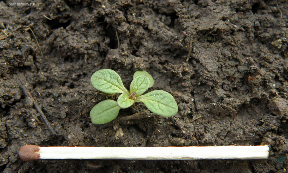 Изображение особи Valerianella carinata.