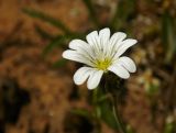 Cerastium arvense. Цветок. Новгородская обл., Боровичский р-н, к с.-з. от г. Боровичи, луг. 31.05.2015.