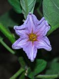 Solanum melongena