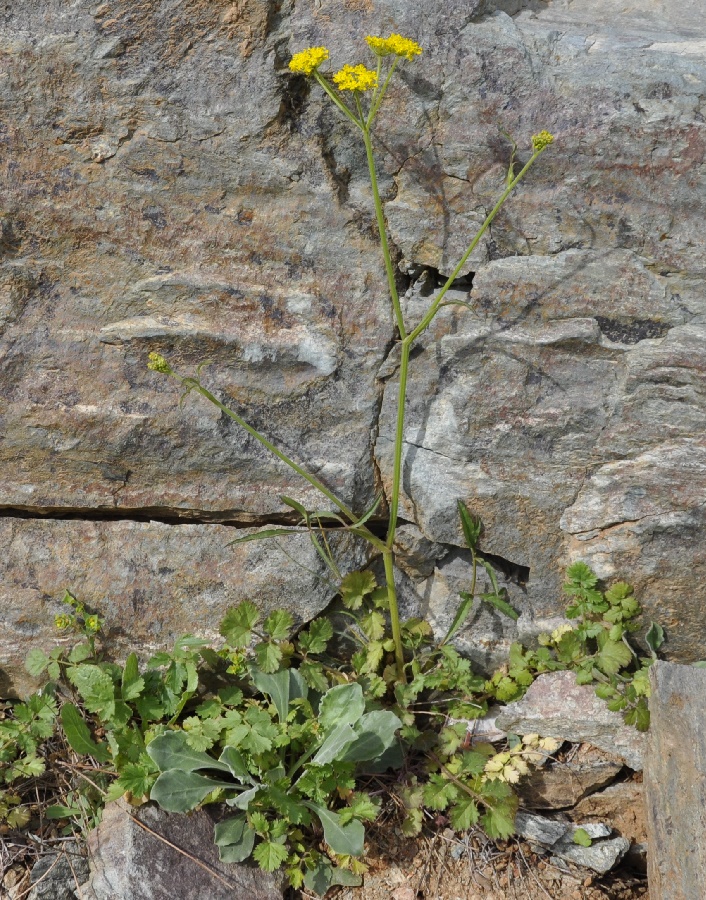 Image of Malabaila aurea specimen.