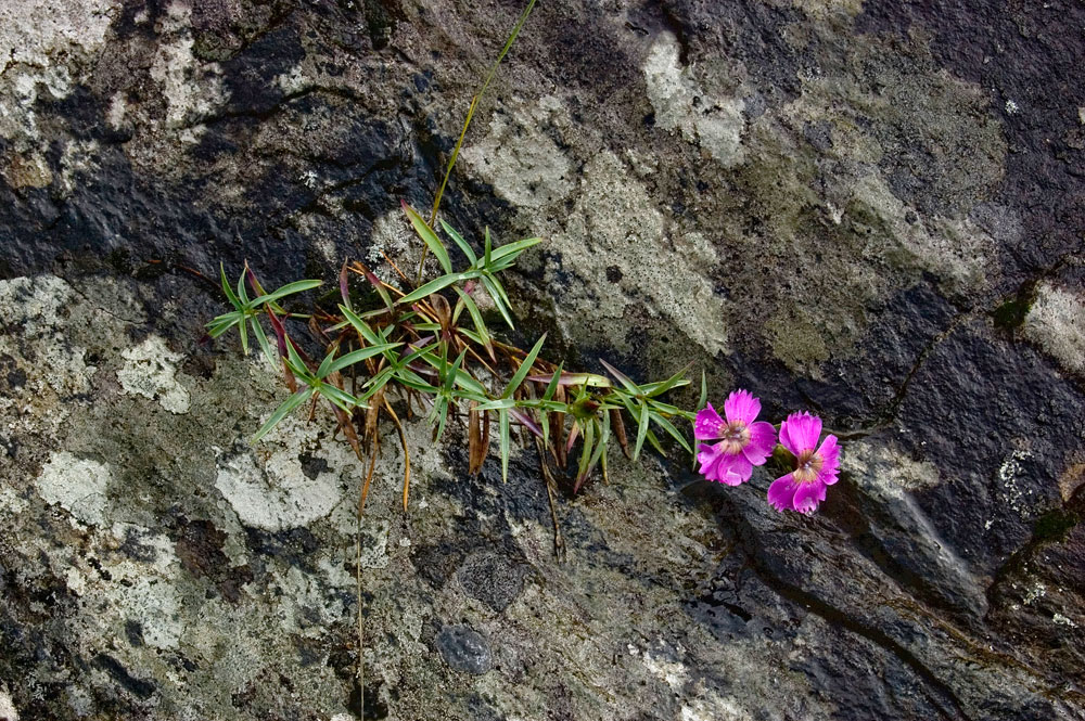 Изображение особи Dianthus versicolor.