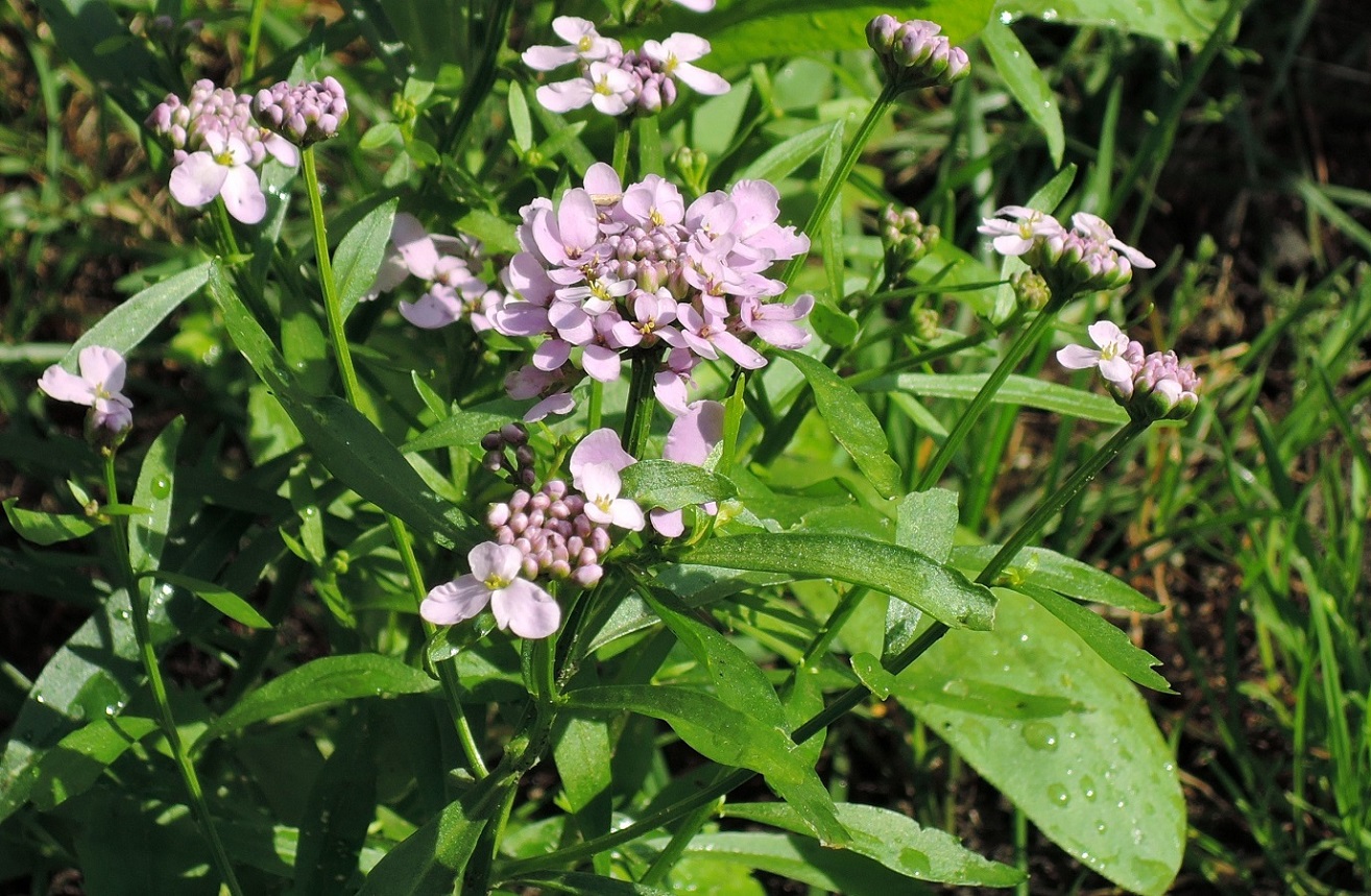 Image of Iberis umbellata specimen.