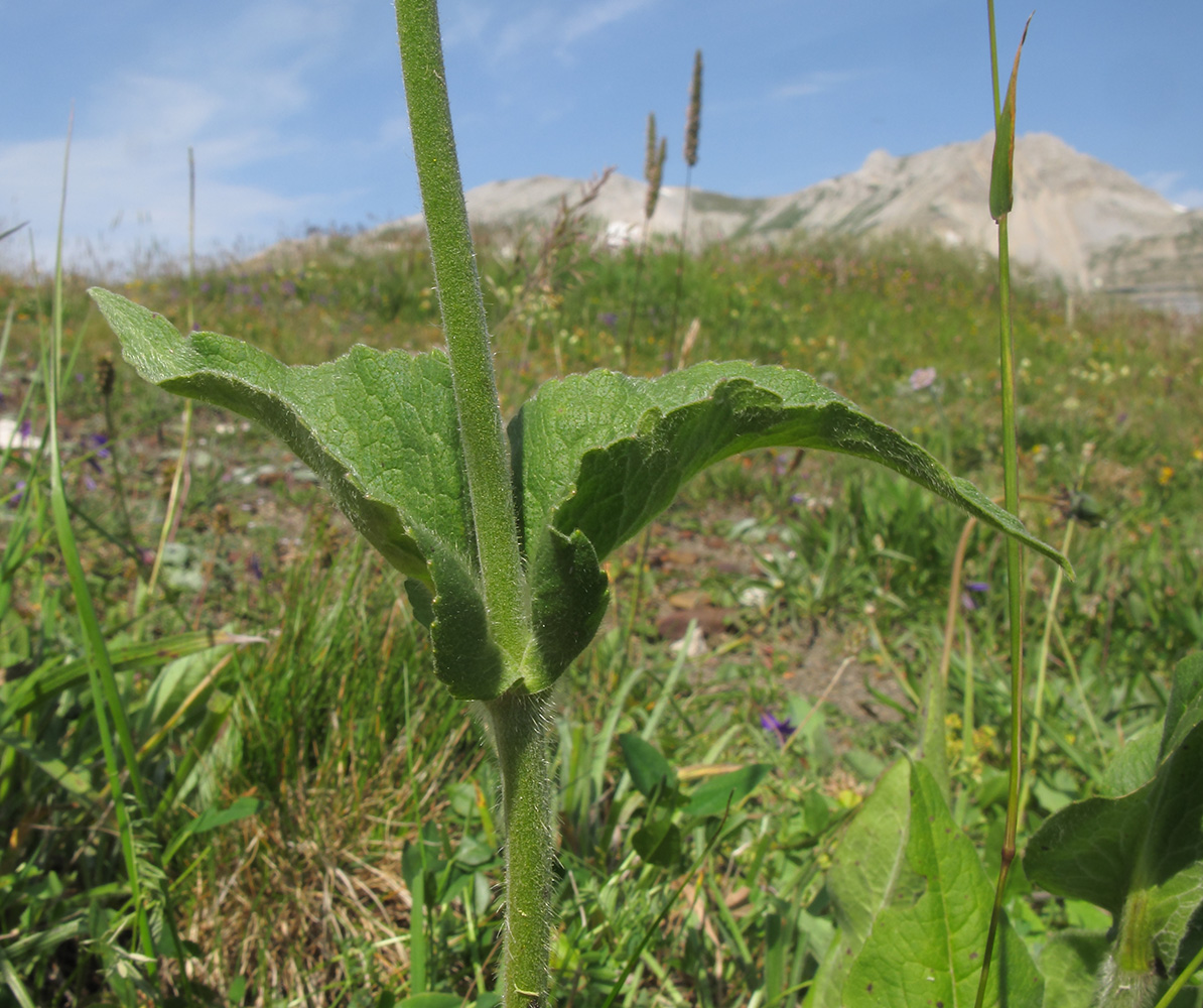 Изображение особи Knautia involucrata.