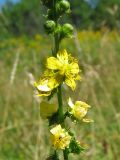 Agrimonia procera. Часть соцветия с цветками и бутонами. Украина, Львовская обл., Пустомытовский р-н, заброшенное пастбище. 28 июля 2006 г.