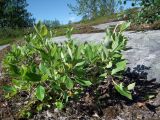 genus Salix