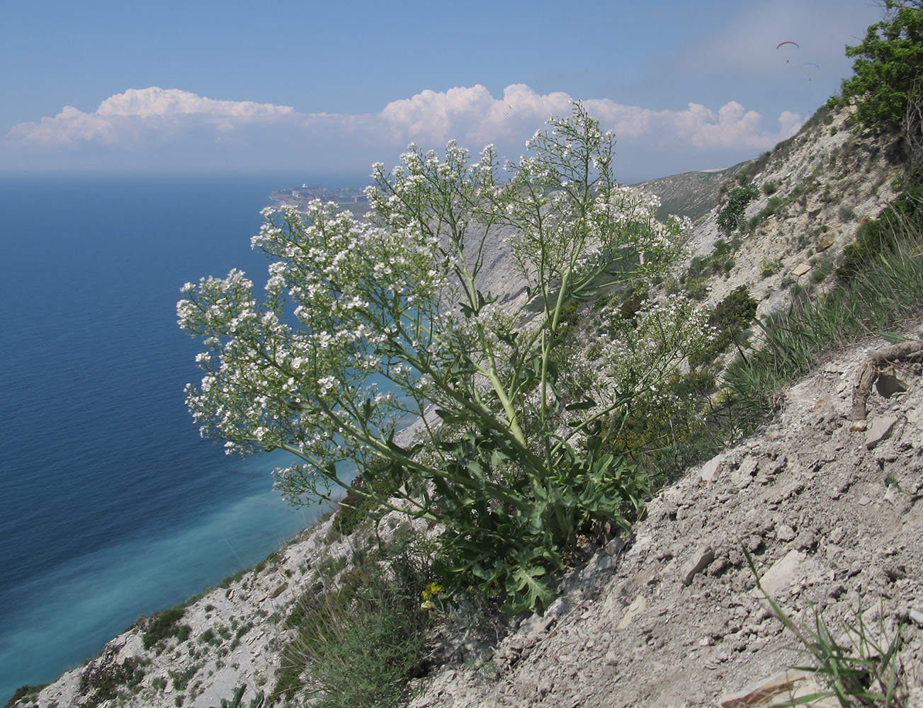 Image of Crambe steveniana specimen.