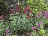 Centranthus ruber. Цветущие растения. Испания, автономное сообщество Каталония, провинция Жирона, комарка Баш Эмпорда, муниципалитет Калонже, заброшенный сад. 24.04.2016.