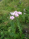 Linum hypericifolium