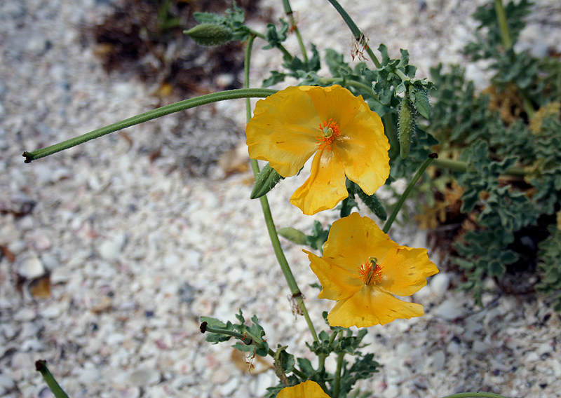 Изображение особи Glaucium flavum.