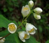 Philadelphus caucasicus. Соцветие. Краснодарский край, м.о.г. Геленджик, окр. села Михайловский перевал, Плесецкая щель. 21.05.2016.