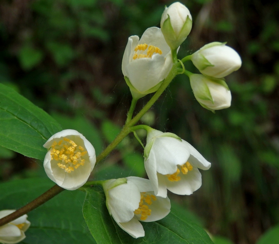 Image of Philadelphus caucasicus specimen.