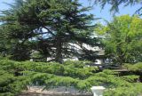 Cedrus deodara. Крона старого дерева; правее - верхняя часть кроны более молодого дерева. Южный берег Крыма, пос. Форос, в культуре. 23 августа 2015 г.