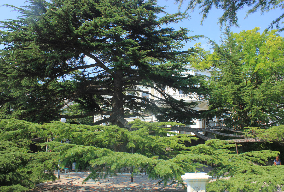 Image of Cedrus deodara specimen.