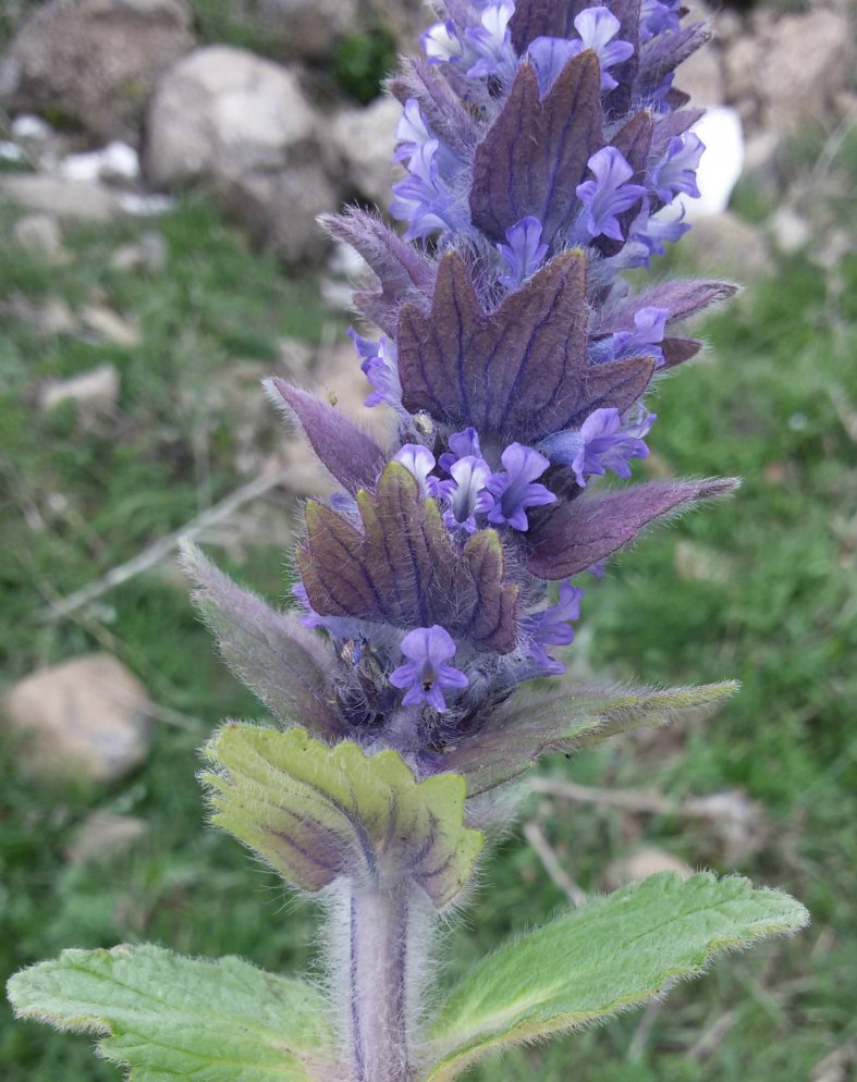 Изображение особи Ajuga orientalis.