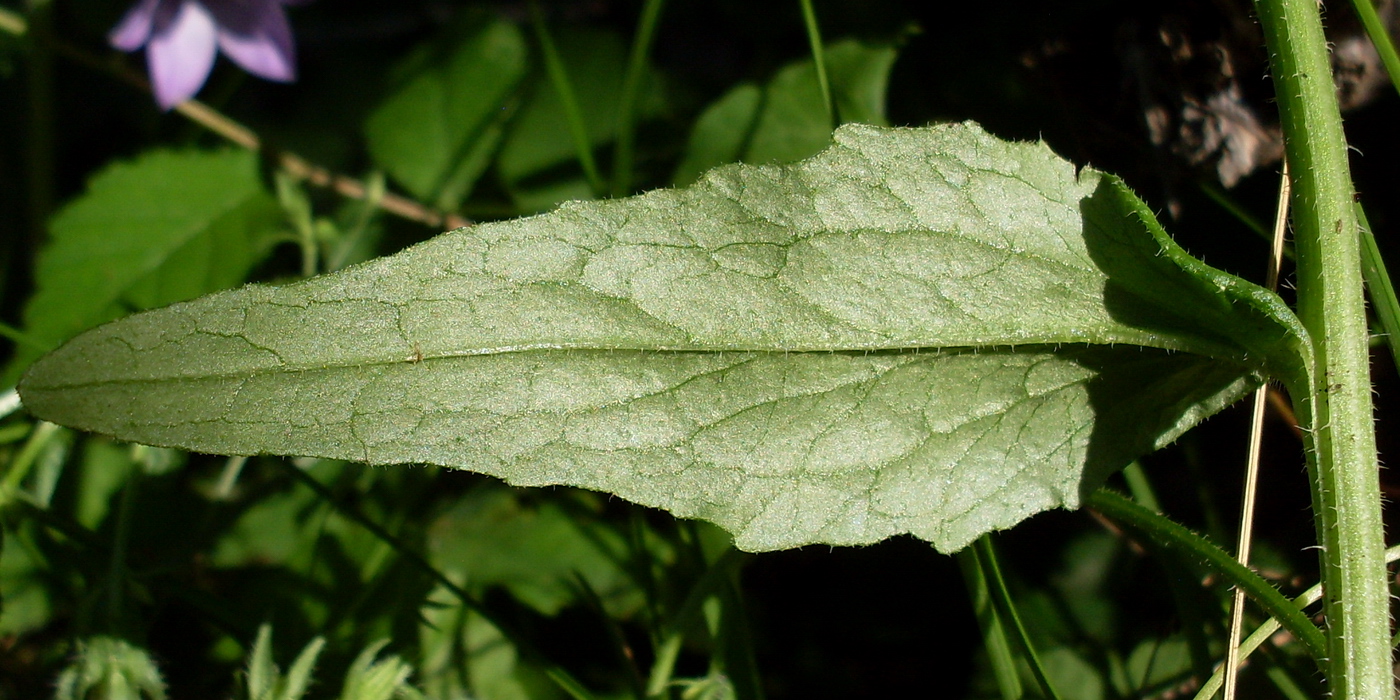 Image of Campanula sibirica specimen.