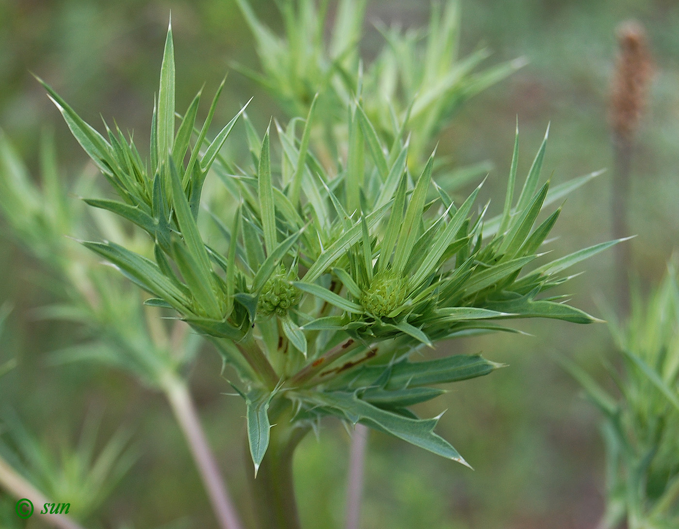 Image of Eryngium campestre specimen.