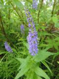 Veronica longifolia