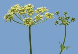 Petroselinum crispum
