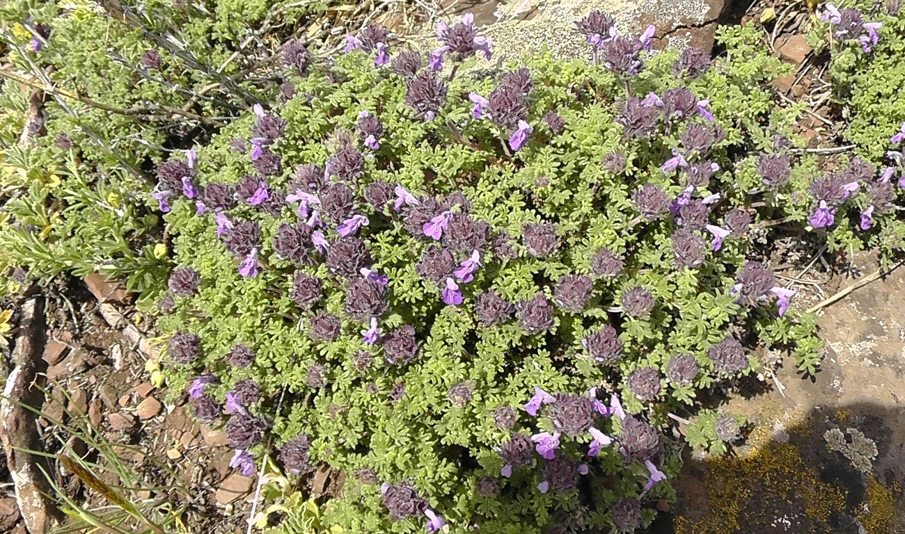 Image of Dracocephalum discolor specimen.