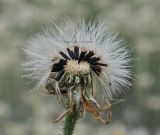 Hieracium maculatum