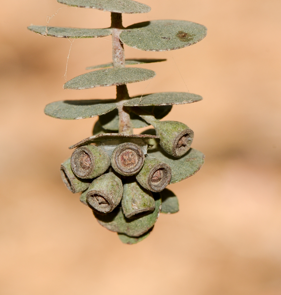 Image of Eucalyptus kruseana specimen.