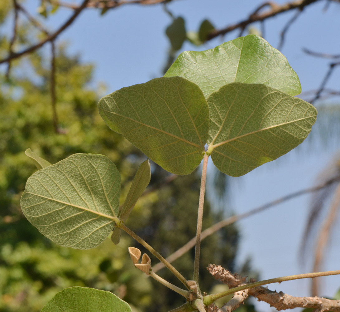 Изображение особи Erythrina abyssinica.